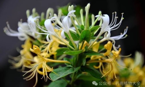 降香的功效与作用及食用方法-降香功效主治 用法用量-专业降香功效主治 用法用量平台-降香的功效与作用及禁忌症