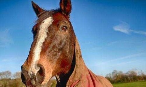 降香功效主治 用法用量-降香功效主治 用法用量-专业降香功效主治 用法用量平台-降香的功效与作用及禁忌症